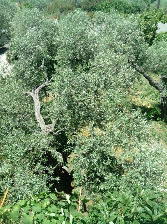 Villa Thomi Skala Rachoni  Buitenkant foto