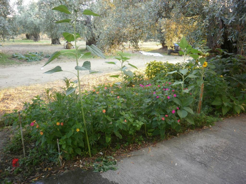 Villa Thomi Skala Rachoni  Buitenkant foto